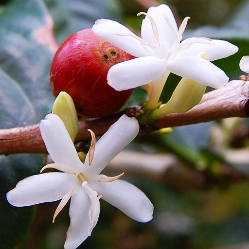 imagen de cerezo Café